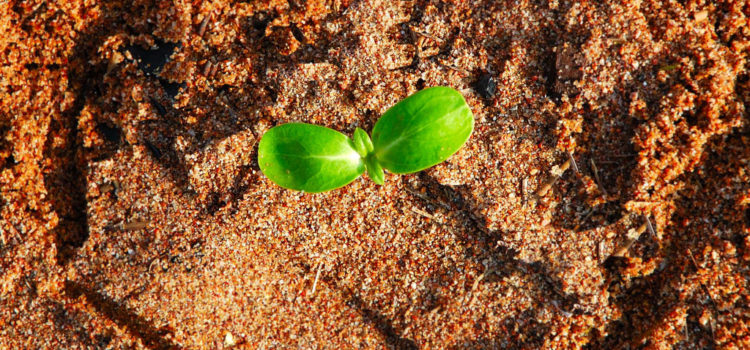 Plant sprouting in dirt